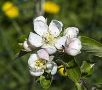 Devonshire Quarrenden æbleblomst 